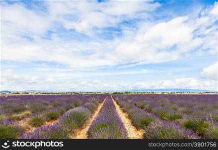 Provence Region, France. Lavander field at end of June