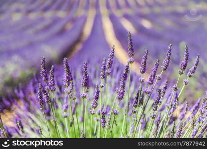 Provence Region, France. Lavander field at end of June