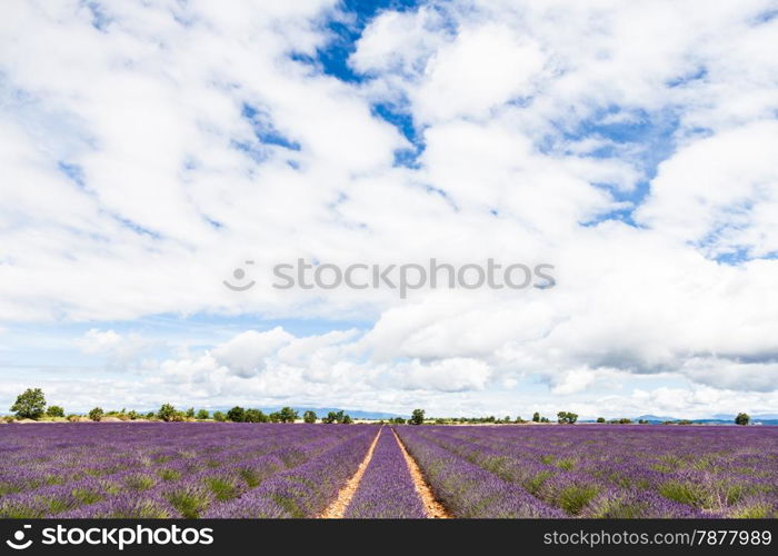 Provence Region, France. Lavander field at end of June