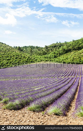 Provence Region, France. Lavander field at end of June