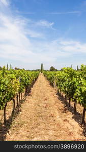 Provence region in South France. A perfect vineyard in July.