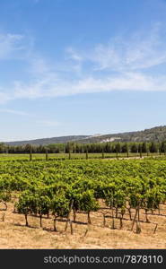 Provence region in South France. A perfect vineyard in July.