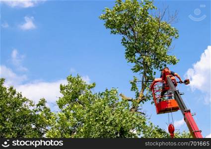 Pruning trees and sawing a man with a chainsaw, a man at high altitude on the platform of a mechanical chairlift between the branches of an old large tree.. Pruning trees and sawing a man with a chainsaw, a man at high altitude between the branches of an old large tree.