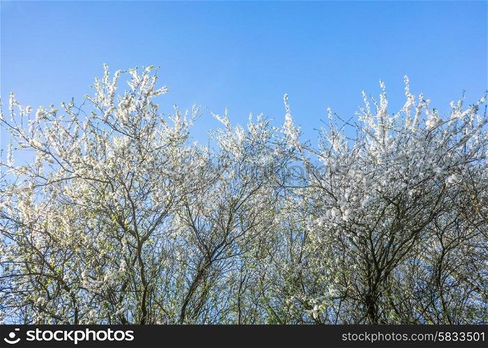 Prunus Cerasifera tree on blue background in the spring