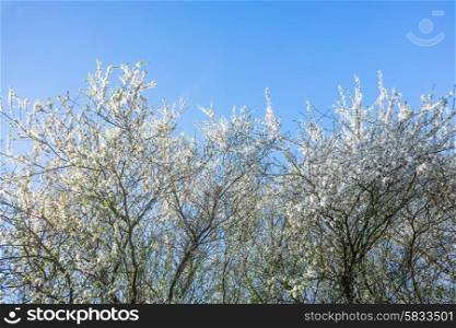 Prunus Cerasifera tree on blue background in the spring