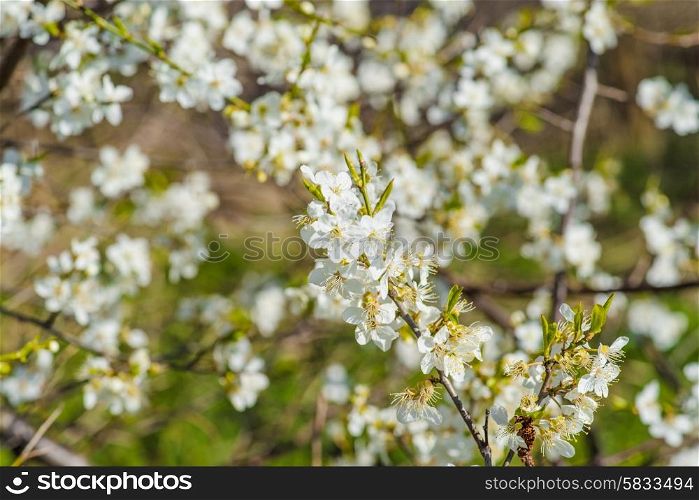 Prunus Cerasifera tree with white flowers in the spring