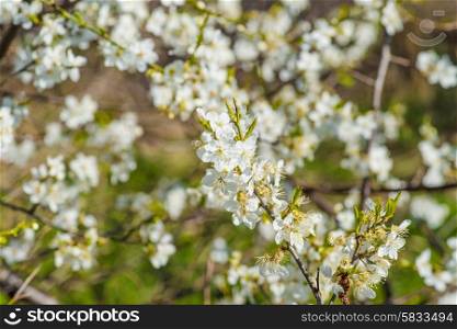 Prunus Cerasifera tree with white flowers in the spring