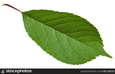 Prunus padus tree green leaf ( bird cherry, hackberry, hagberry, mayday tree) isolated on white background
