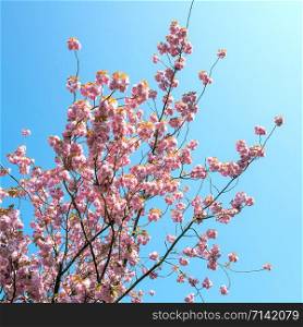 Prunus serrulata blossom with blue sky.