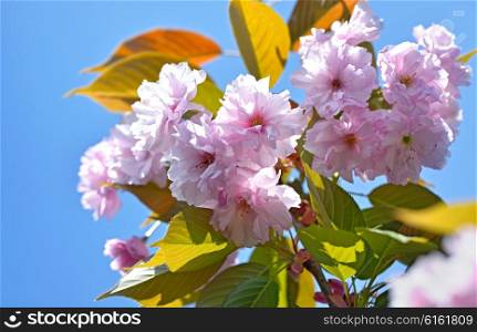 Prunus serrulata or Japanese cherry tree