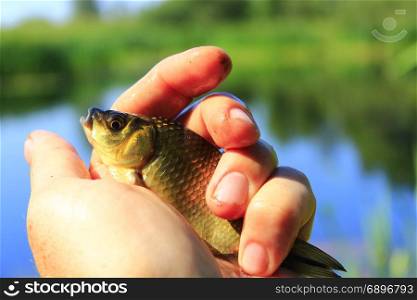 Prussian carp in the hand. caught Prussian carp on the human hand