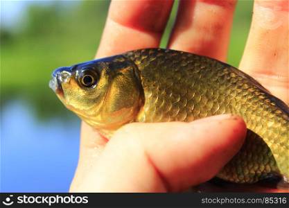 Prussian carp in the hand. fresh caught Prussian carp on the human hand