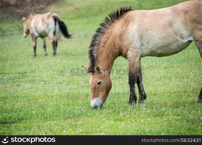 Przewalski horse in captivity