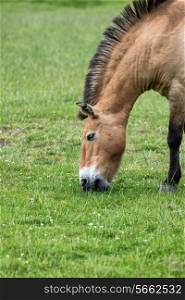 Przewalski horse in captivity