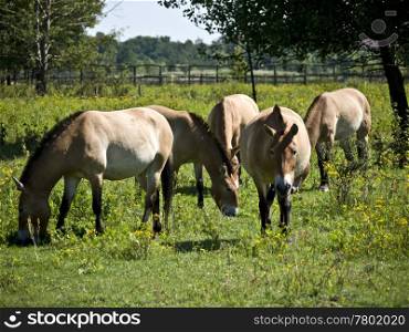 Przewalski-Pferde-Weide. several przewalski horses in a pasture