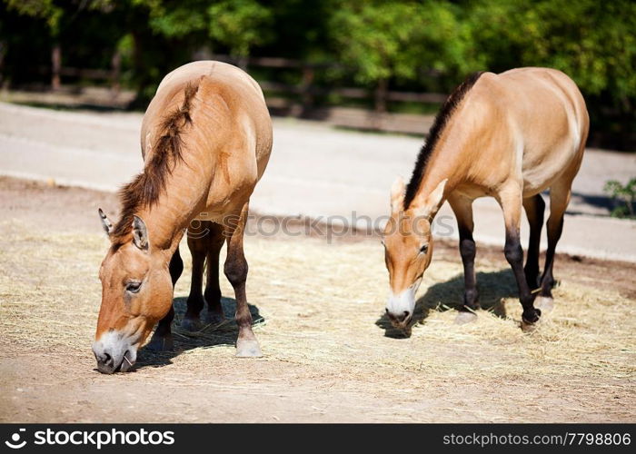 Przewalski&rsquo;s horse at the zoo