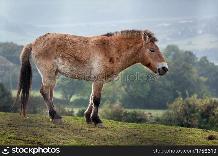 Przewalski&rsquo;s horse (Equus ferus)