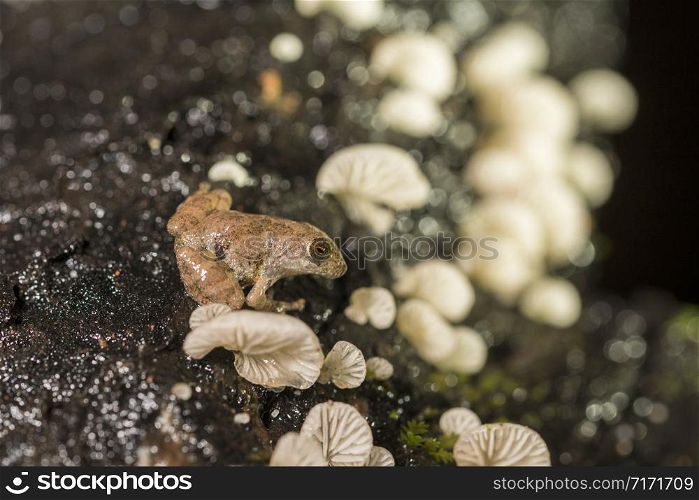 Pseudophilautus amboli, the Amboli bush frog, is a rare shrub frog species endemic to the Western Ghats, AMBOLI, India