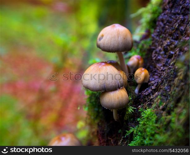 Psilocybe mushrooms in a beech tree trunk at Irati Navarra Pyrenees of Spain