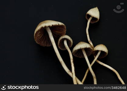 psilocybe semilanceata macro close up