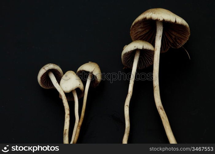 psilocybe semilanceata macro close up