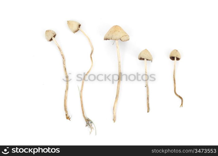 psilocybe semilanceata macro close up