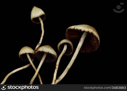 psilocybe semilanceata macro close up