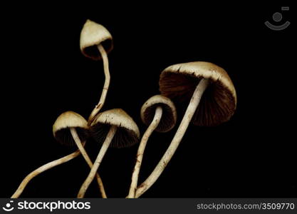 psilocybe semilanceata macro close up