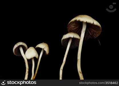 psilocybe semilanceata macro close up