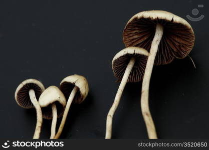 psilocybe semilanceata macro close up