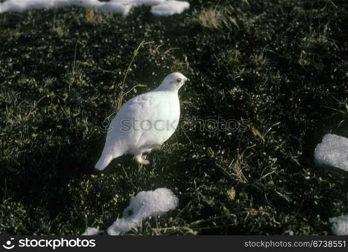 Ptarmigan in winter plumage, Canadian Rockies, winter Alberta, Canada