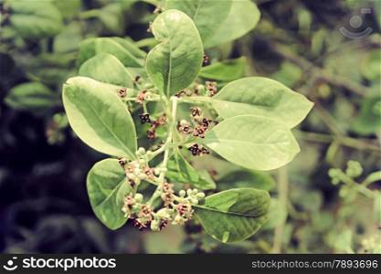 Pterocarpus santalinus, with the common names Red Sanders, Red Sandalwood, and Saunderswood, is a species of Pterocarpus endemic to the southern Eastern Ghats mountain range of South India. This tree is valued for the rich red color of its wood. The wood is not aromatic.