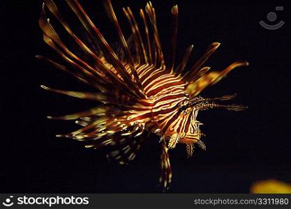 Pterois antennata Ragged finned Firefish Lionfish Broadbarred