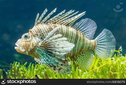 Pterois volitans, Lionfish - Swimming in the sea