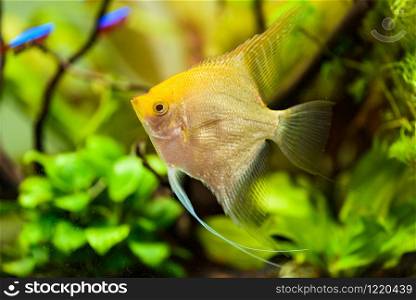 Pterophyllum Scalare in aqarium water, yellow angelfish background. Pterophyllum Scalare in aqarium water, yellow angelfish