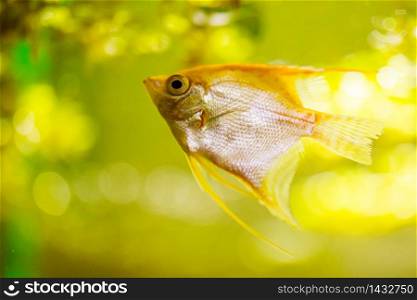 Pterophyllum Scalare in aqarium water, yellow angelfish. Concept. Pterophyllum Scalare in aqarium water, yellow angelfish