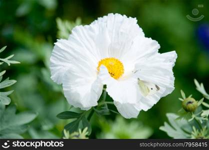 Pua kala (literally rough flower) is a member of the poppy family (Papaveraceae)