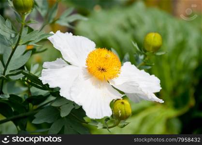 Pua kala (literally rough flower) is a member of the poppy family (Papaveraceae)