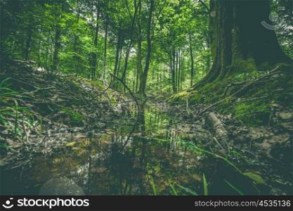 Puddle in a forest with green trees and branches