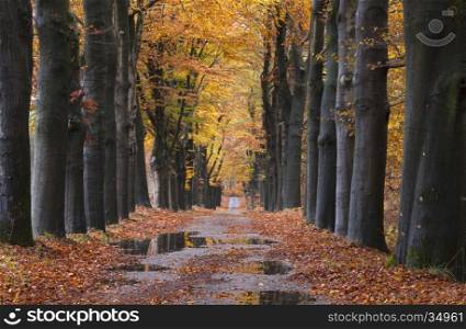 puddles on forest road between yellow leaves of beech trees in the autumn near arnhem in the netherlands