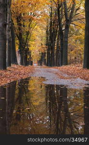 puddles on forest road between yellow leaves of beech trees in the autumn near arnhem in the netherlands