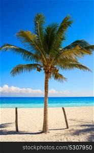 Puerto Morelos beach palm tree in Mayan Riviera Maya of Mexico