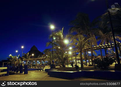 Puerto Morelos night palm trees in Mayan riviera