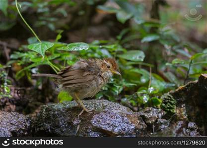 Puff-throated Babbler in tropical forest (Pellorneum ruficeps)