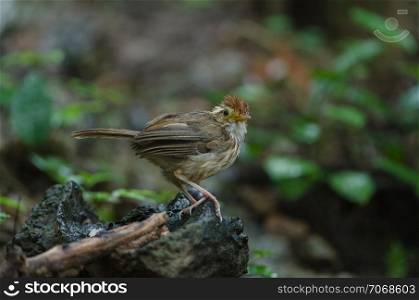 Puff-throated Babbler in tropical forest (Pellorneum ruficeps)