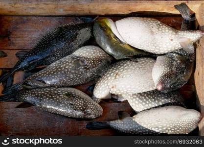 Puffer fish or blowfish sell in fish market. There is no known antidote for its poisonous liver.