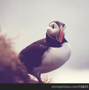 puffin