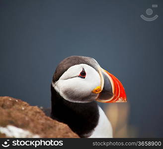 puffin