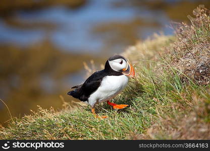 puffin