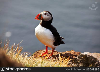 puffin